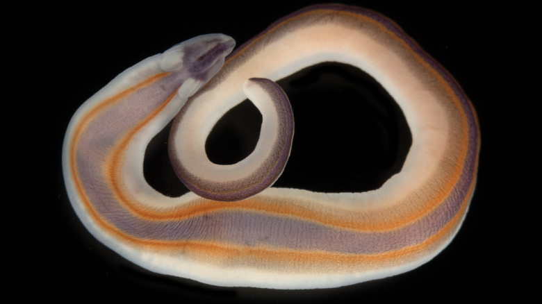 Drepanophoridae sp.1 ribbon worm with bright orange bands