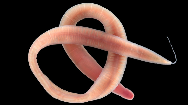 ribbon worm pictured through a microscope with proboscis visible