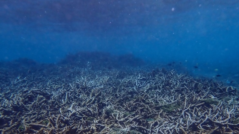 Dead Acropora in the waters surrounding Guam