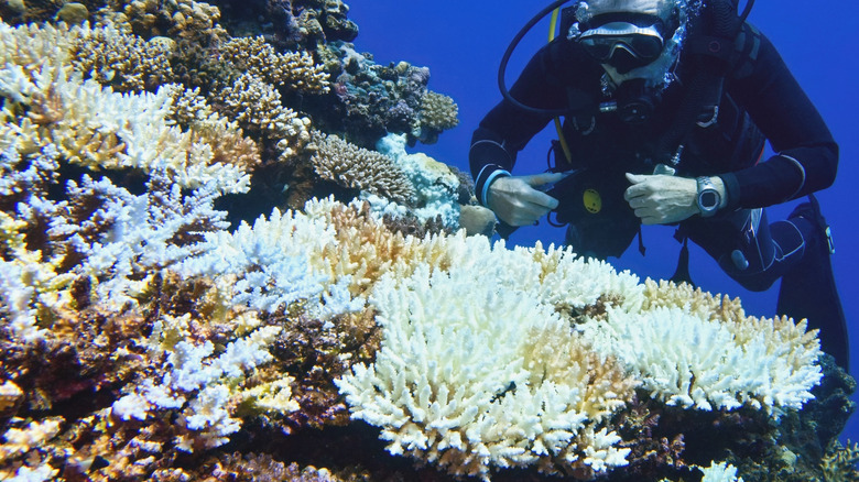 Environmentalist diver observing coral bleaching, dying