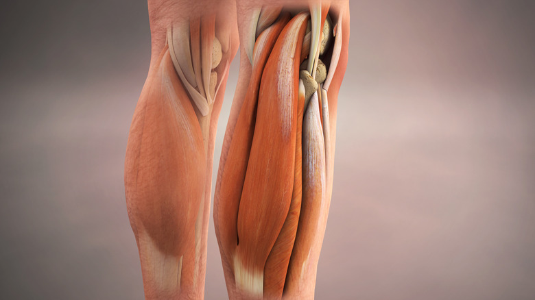 calf muscles computer graphic