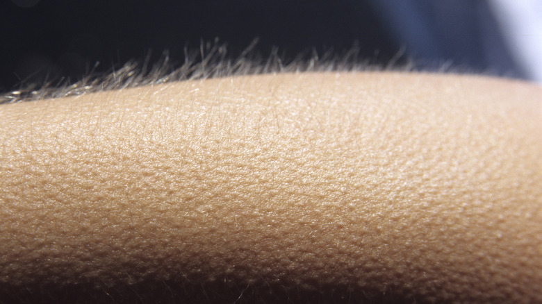 Hairs are seen standing on end in a closeup shot of someone's forearm