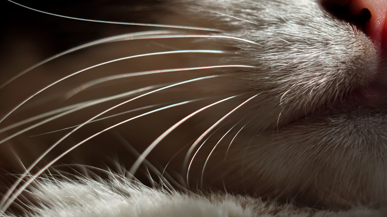 close up of a cat's whiskers