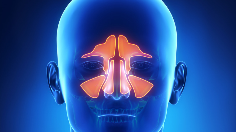 A 3D render shows the human head with the sinuses illuminated in orange
