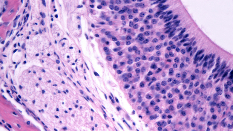A high magnification micrograph shows the sensory epithelium of a vomeronasal organ