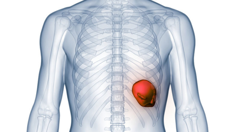 Conceptual X-ray illustration of the spleen (left abdomen) highlighted in red