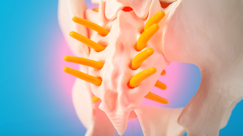 A model of a pelvis shows the coccyx illuminated with a red glow