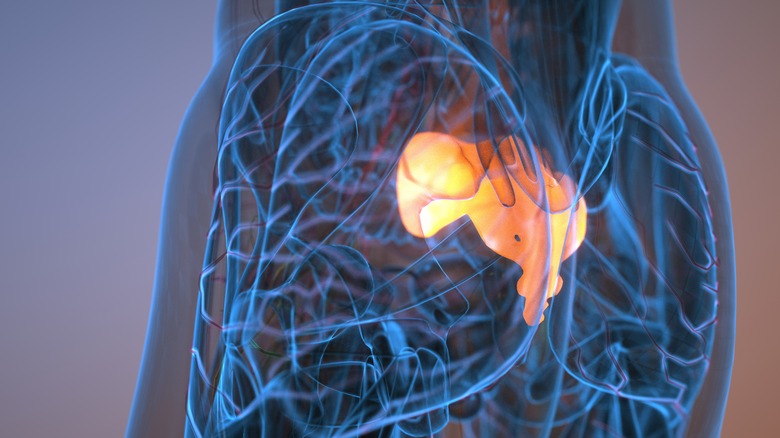 A model of the lower back shows the coccyx illuminated in orange