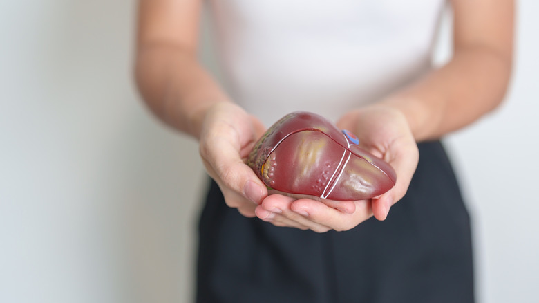Woman holding model of human liver