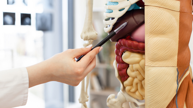 Woman holding model of human liver