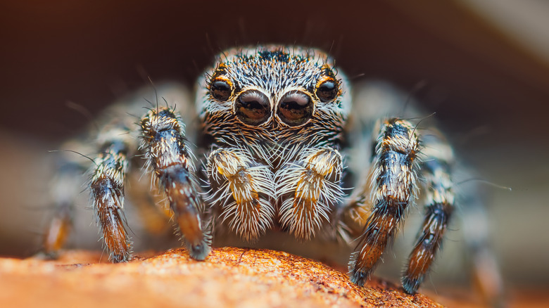 A tiny jumping spider