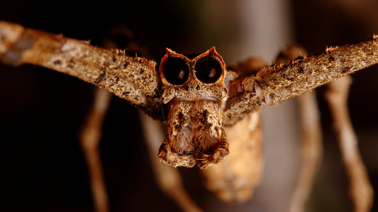 A macro shot of a net-casting spider's face