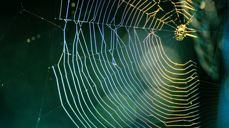 close up photo of spider web