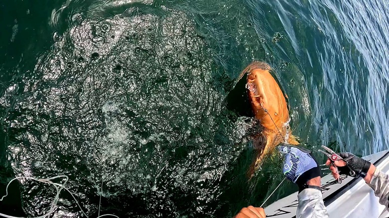A rare orange nurse shark is seen just below the surface of the ocean as a fisher's hands reel it in