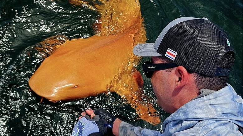 A fisherman reels in a rare orange nurse shark