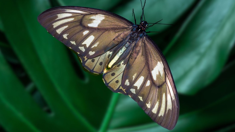 A female Queen Alexandra's birdwing butterfly sits on a plant