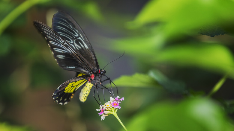 A Queen Alexandra's birdwing butterfly balances on a small pink flower