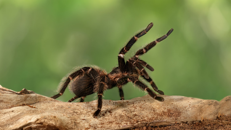 Black turantula stands on log with arms raised in threatening stance