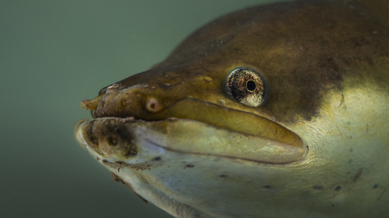 A close-up of the head of a European eel.