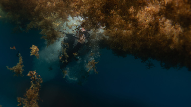 A scuba diver jumping into the Sargassum-filled sea.