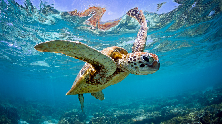A green sea turtle floating in the ocean.