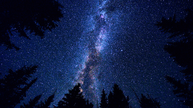 Milky Way view looking up from forest
