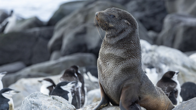An Antarctic fur seal looks off into the distance, while penguins stand in the background.