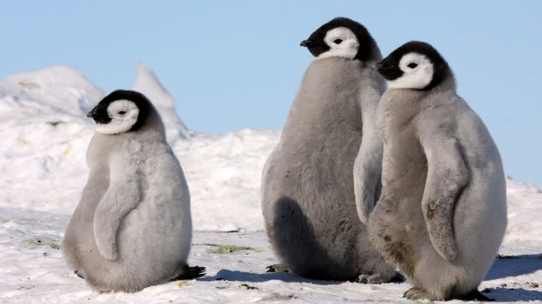 Three emperor penguins standing together.