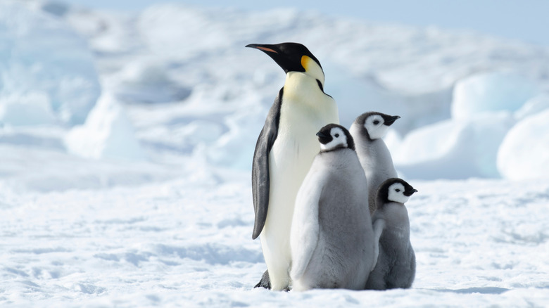A group of emperor penguins stands on the ice.