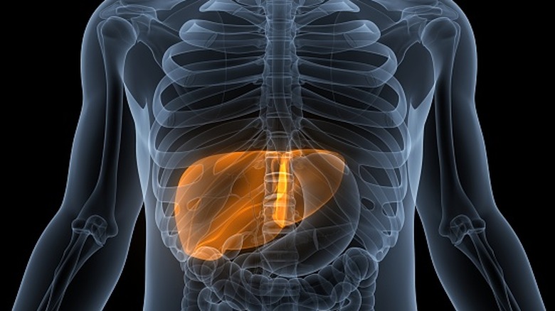 Illustration of liver in human body