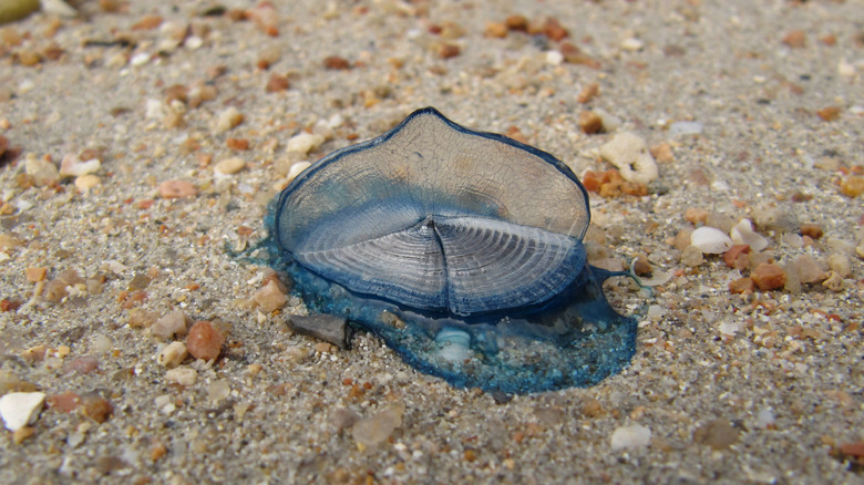 velella (by-the-wind sailor) washed up on sand