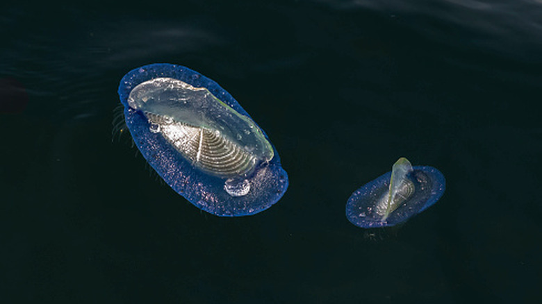 velella floating on the ocean surface