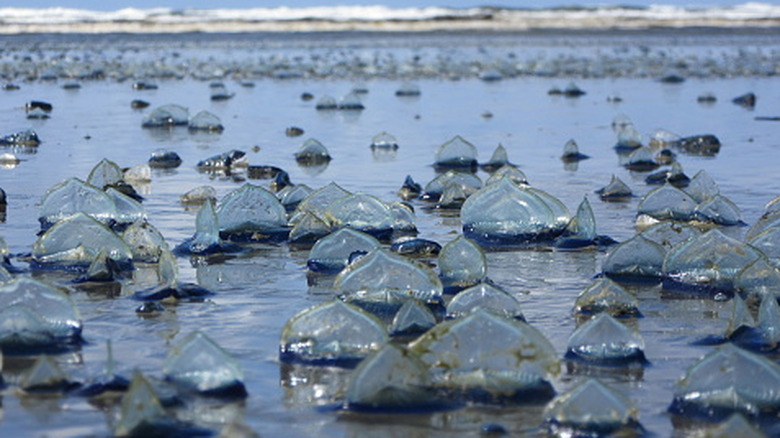 large group of valella washed up on beach
