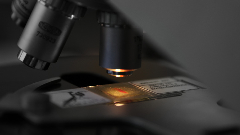 A close-up of a microscope objective pointed at a slide as light shines through it.