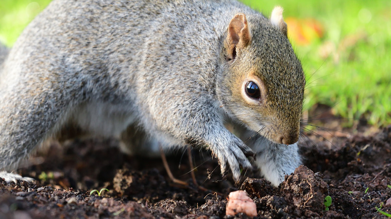 Squirrel digging to hide or retrieve nuts