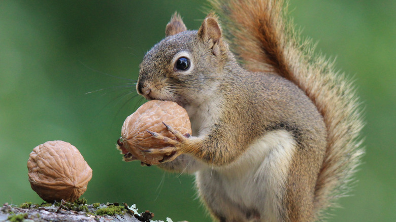 Squirrel with a nut in its hands and mouth and another nut nearby