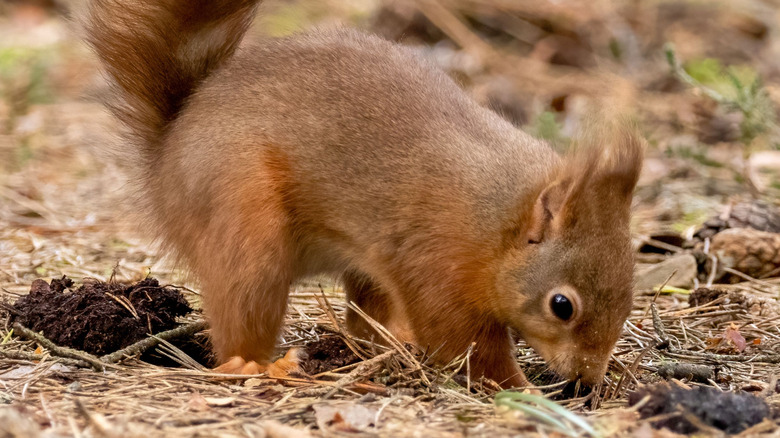 Squirrel digging to hide or retrieve cache of nuts