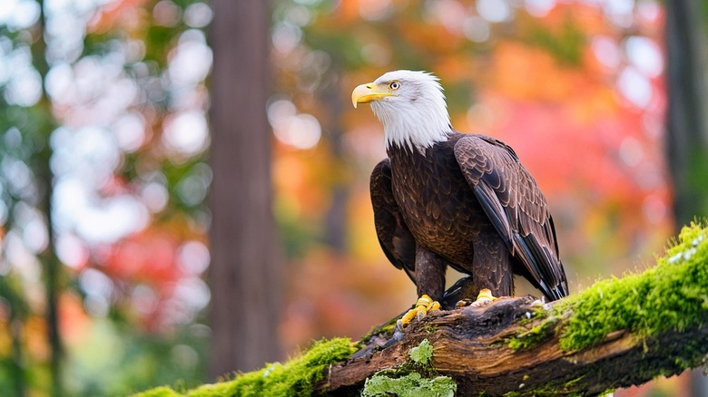 A bald eagle is sitting on a tree branch