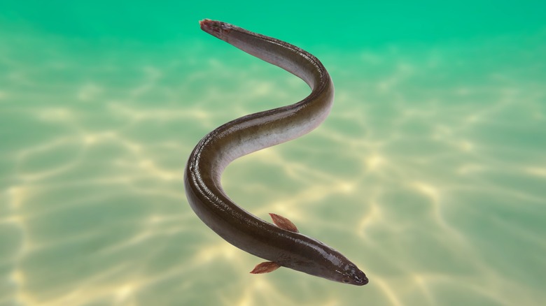 An electric eel is swimmming in water