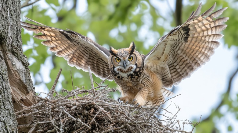 A great horned owl is spreading its wings