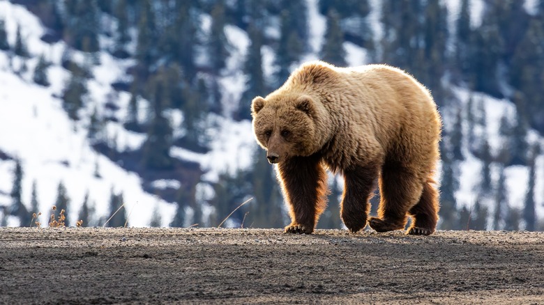 A grizzly bear is walking in a snowy hilly terrain