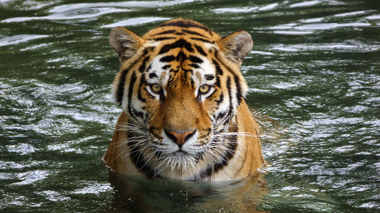 A tiger looks at the camera in the water