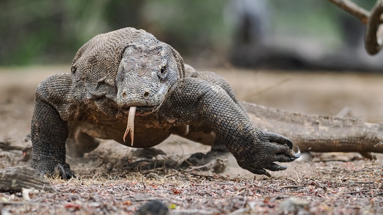 A komodo dragon is showing its tongue
