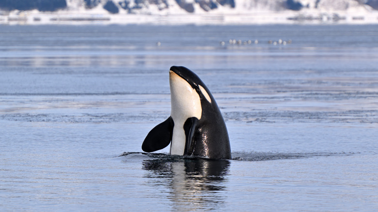 An orca emerges from the sea