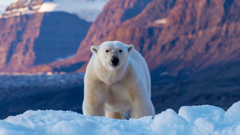 A polar bear is standing on ice