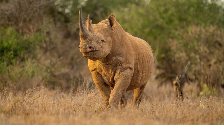 A rhino is standing on a grassy clearing