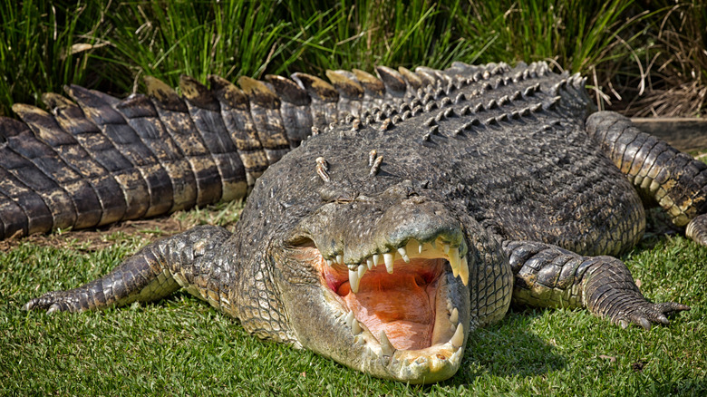 A saltwater crocodile laying down with its mouth open