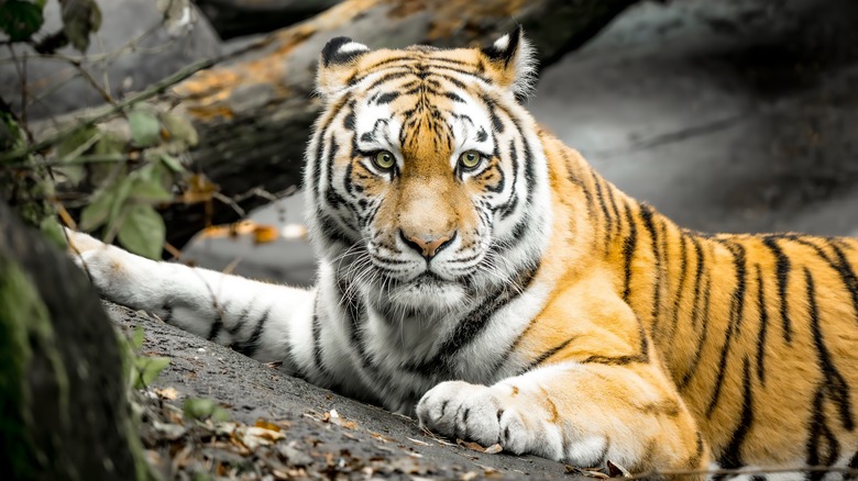 A Siberian tiger is lying on the ground