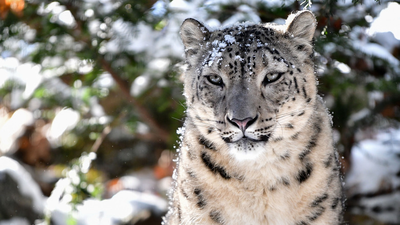 A snow leopard in falling snow