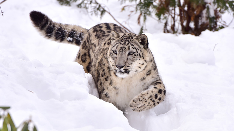 A snow leopard running in the snow